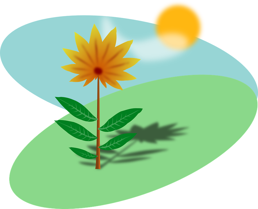 Free vector graphic: Spring, Flower, Yellow, Sun.