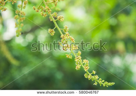 Mango Flowers Stock Images, Royalty.