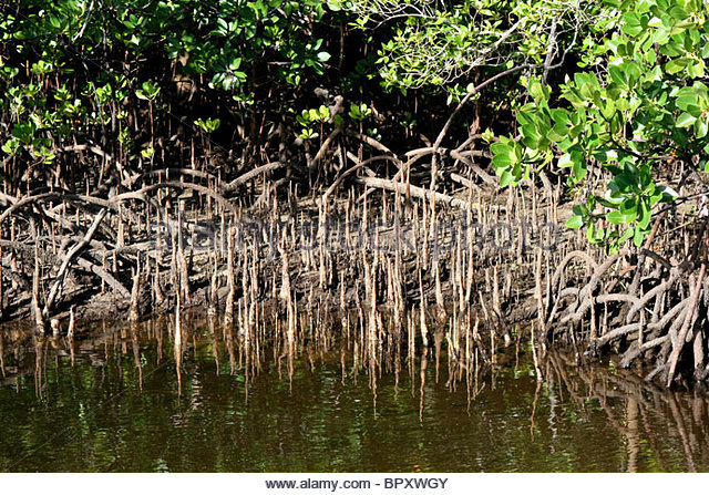 Mangrove Swamp Roots Stock Photos & Mangrove Swamp Roots Stock.