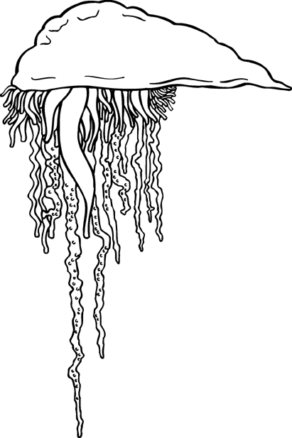 Portuguese man o' war clipart 20 free Cliparts | Download images on