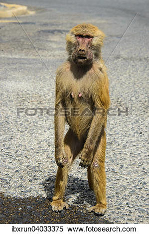 Stock Image of Mantelpavian (Papio hamadryas), Eritrea, Afrika.