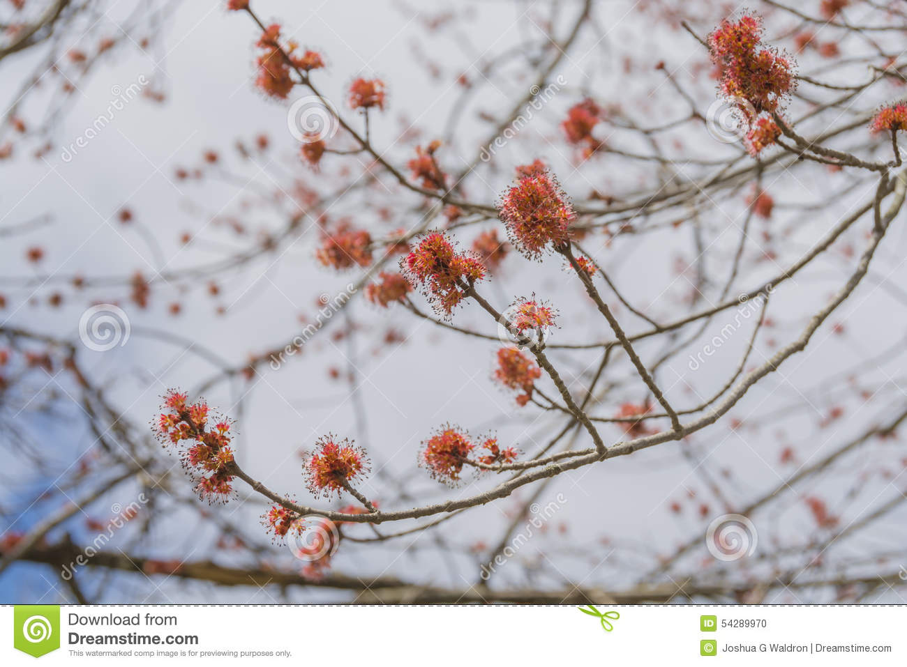 Male Red Maple Tree Blossoms Stock Photo.