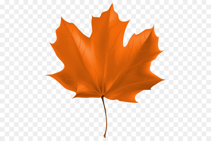 big leaf maple clip art