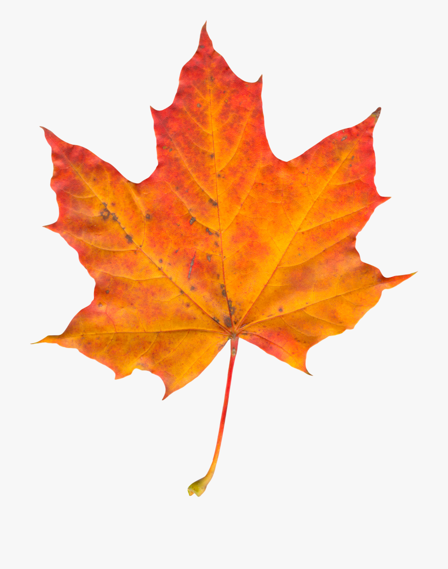 Autumn Leaf Clipart.