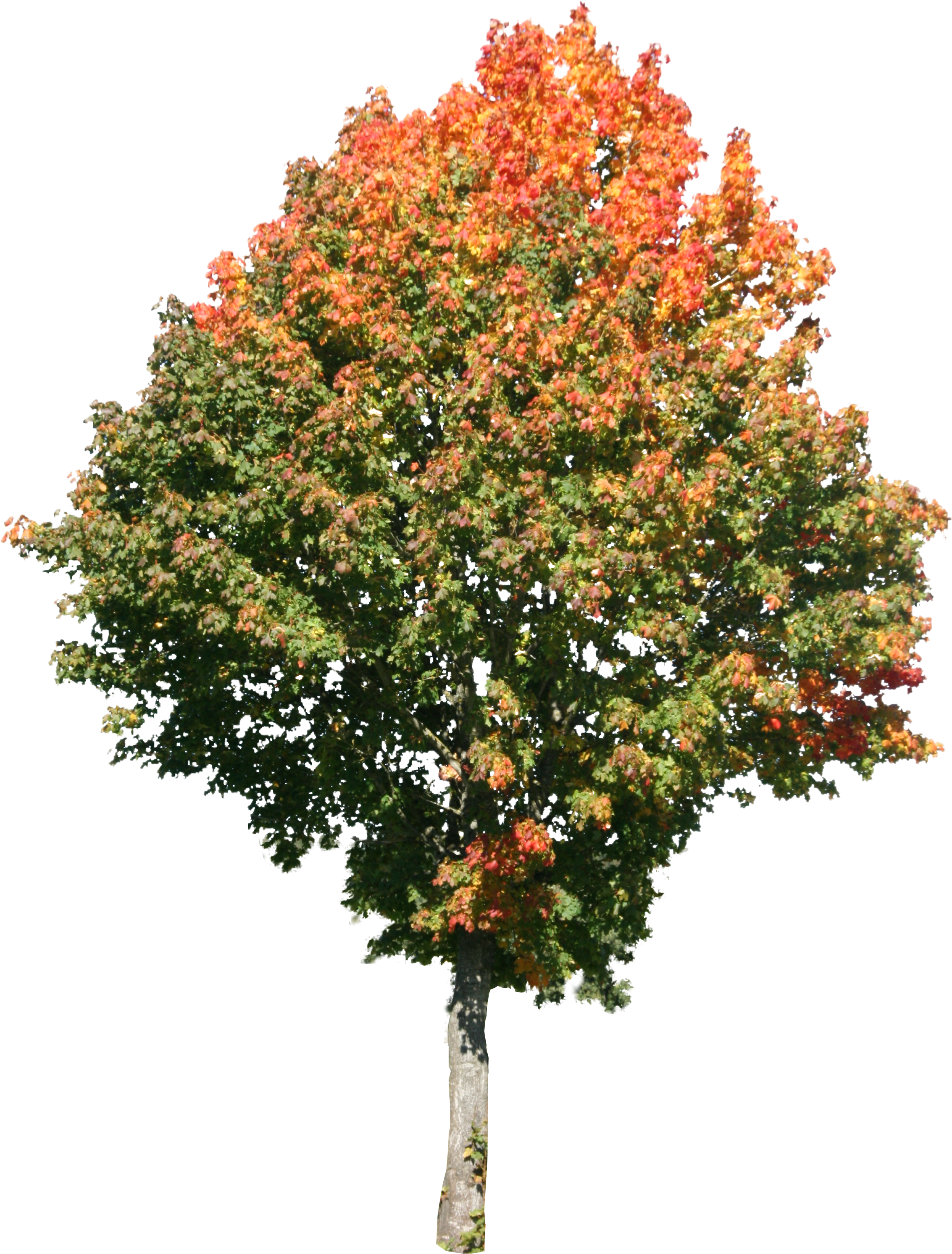 Maple Tree PNG #86241.