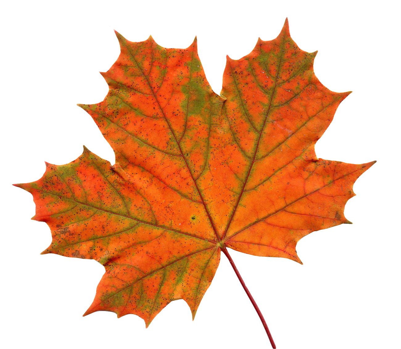 Maple Leaf PNG Image.
