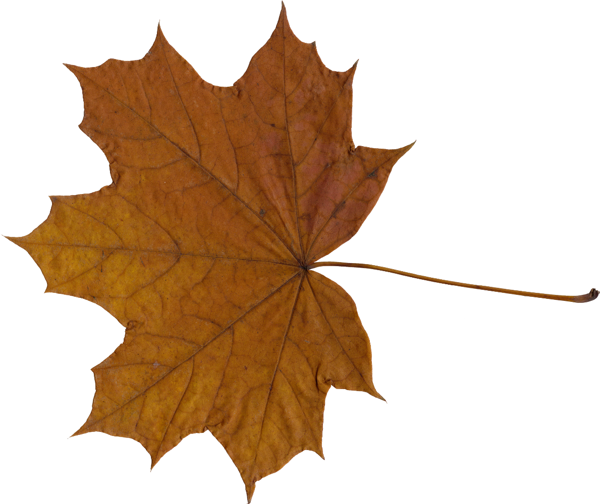 10 Maple Leaves (PNG Transparent).