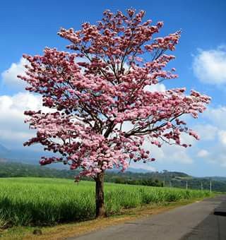 Maquilishuat. National tree of El Salvador.