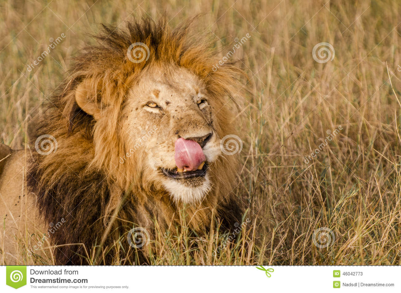 Male Lion Licking His Lips In The Masai Mara Stock Photo.