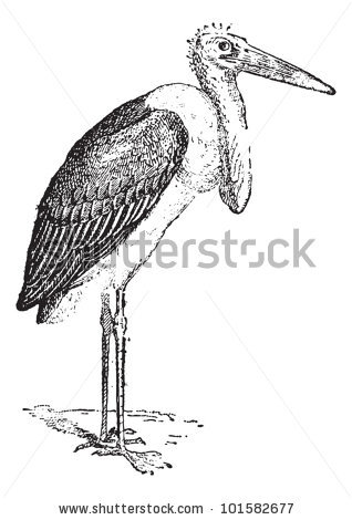 Marabou Stork Stock Photos, Royalty.