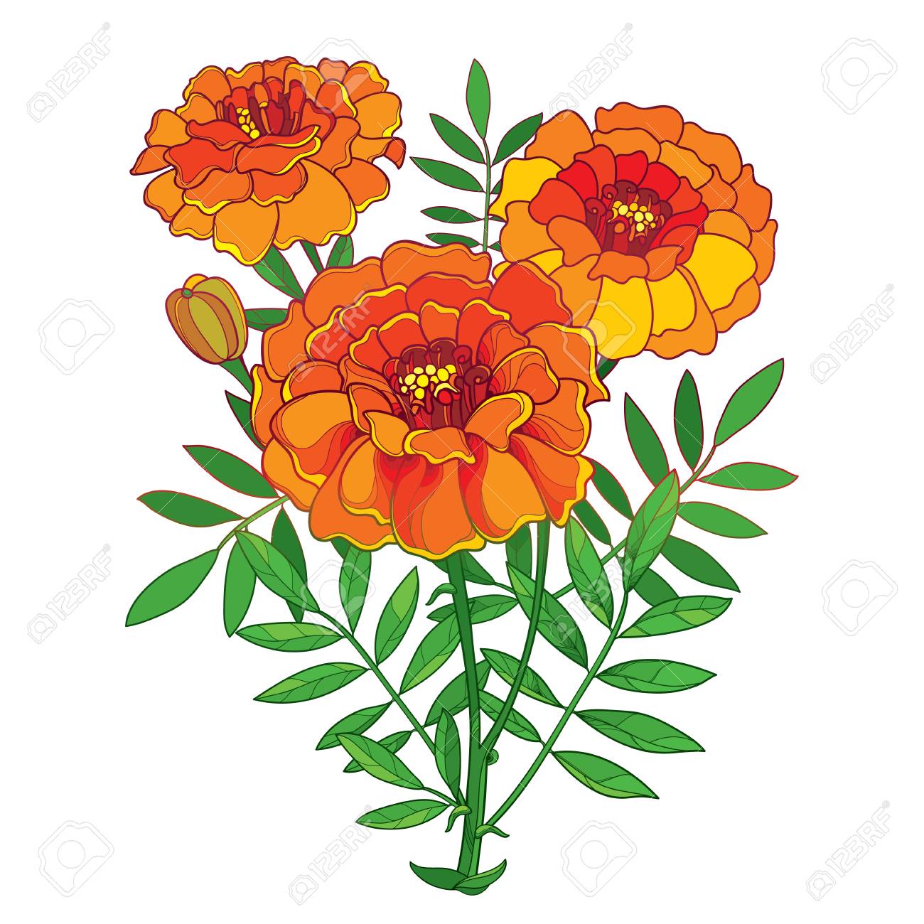 Bouquet with orange Tagetes or Marigold flower, bud and green...