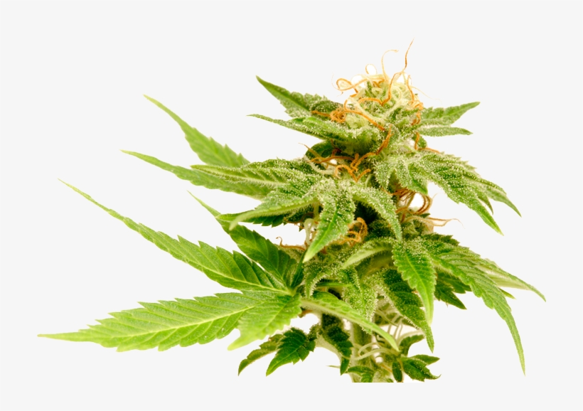 Marijuana Plant PNG & Download Transparent Marijuana Plant.