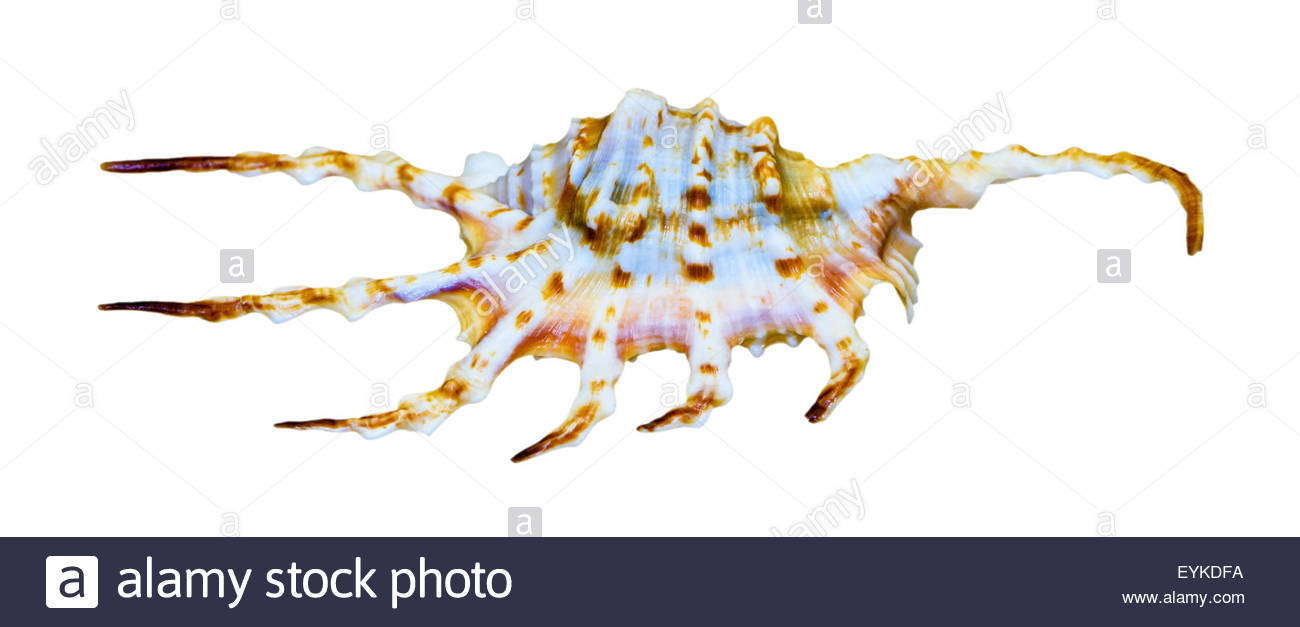 Shell Of Lambis Scorpius Or Scorpion Spider Conch Is A Species Of.
