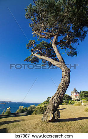 Picture of maritime pine and house jardin du port.