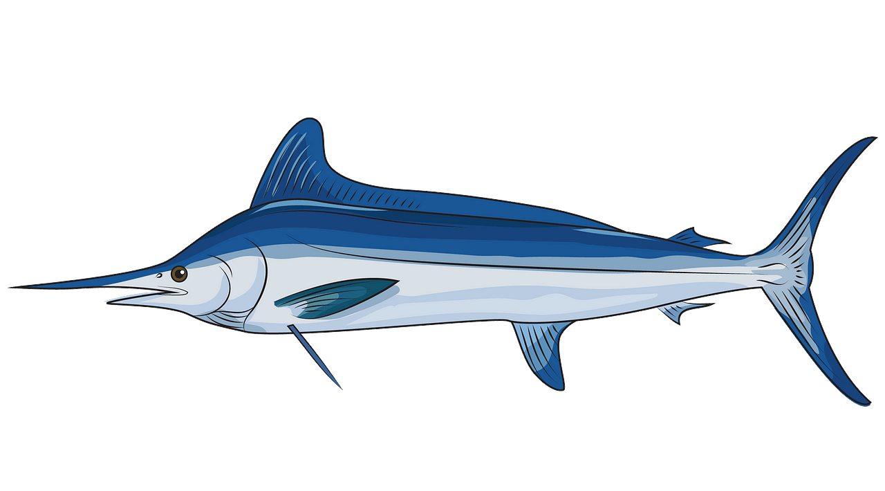 Atlantic White Marlin clipart. Free download..