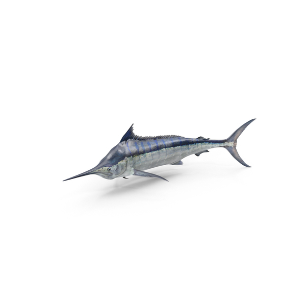 Blue Marlin PNG Images & PSDs for Download.