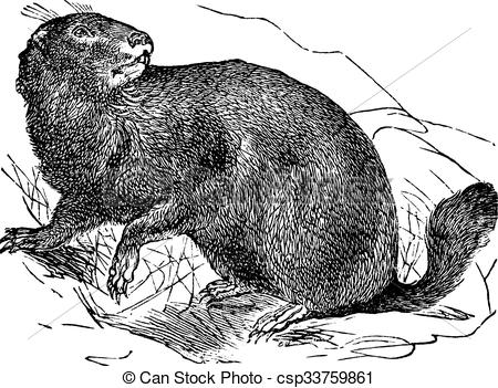 Clip Art Vector of Alpine Marmot or Marmota marmota vintage.