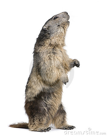 Alpine Marmot.