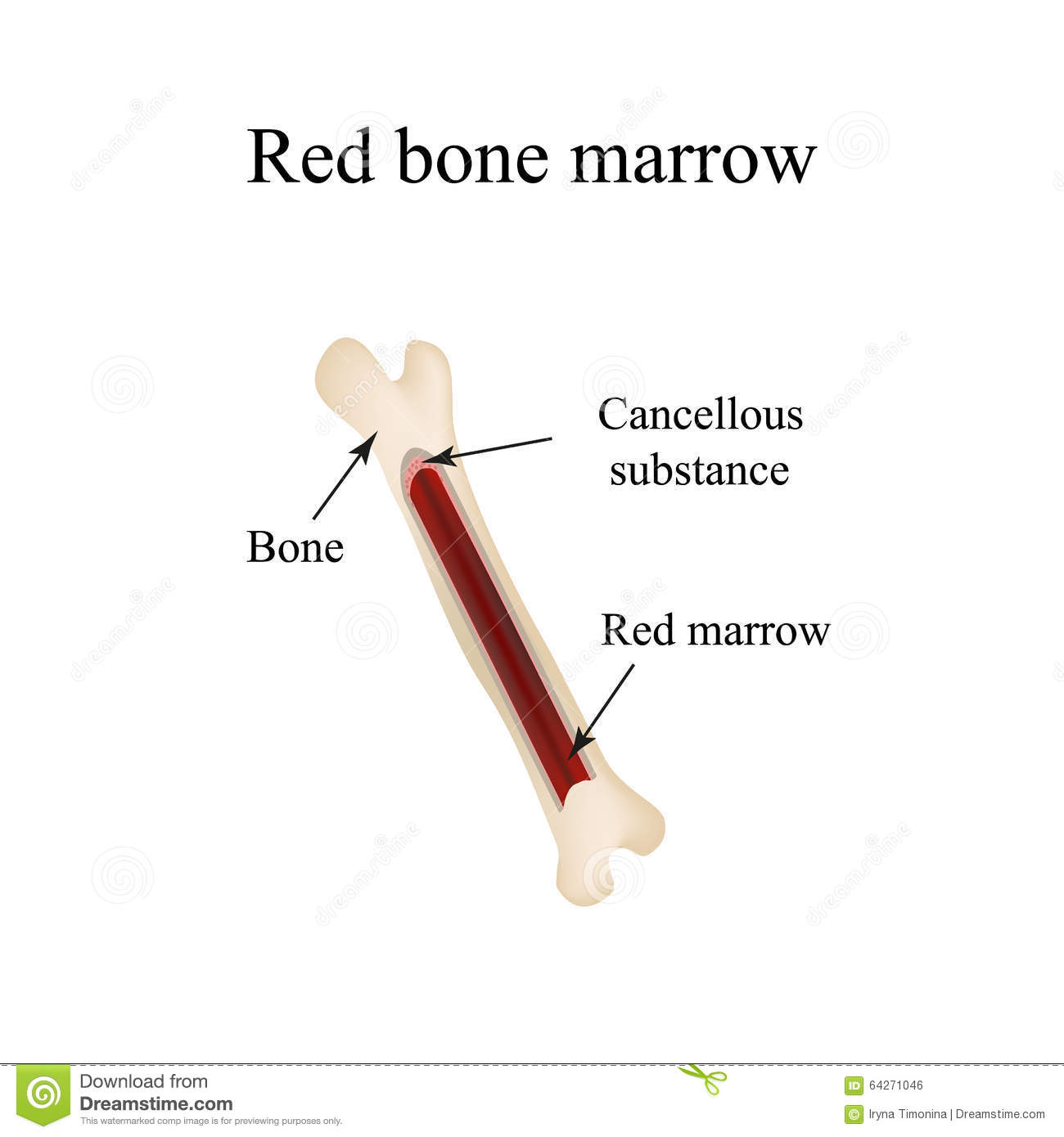 Bone Marrow Clipart.