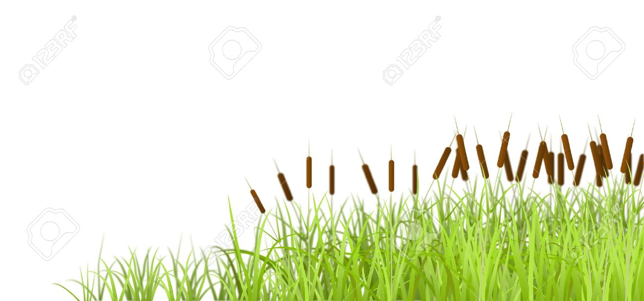 Marsh grass clipart.