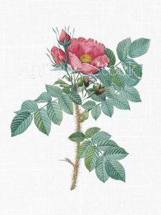 Digital Download Flower 'Marshmallow' Botanical Line Art Image for.