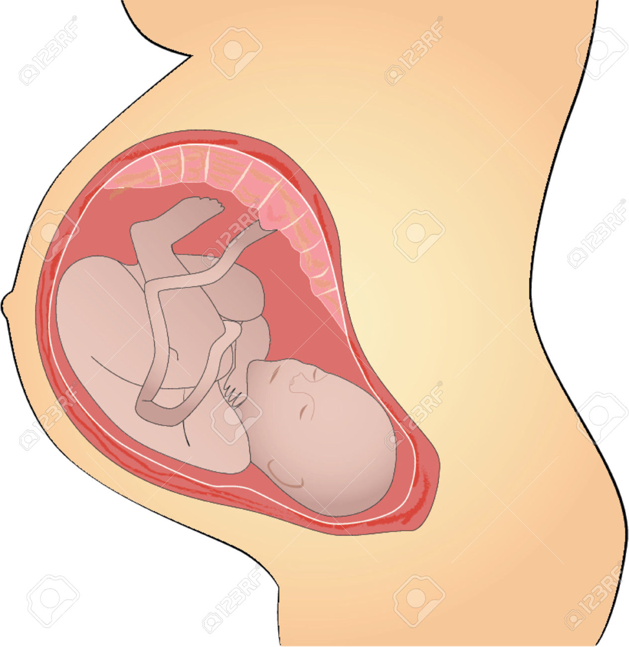 Maternity Vector Illustration Royalty Free Cliparts, Vectors, And.