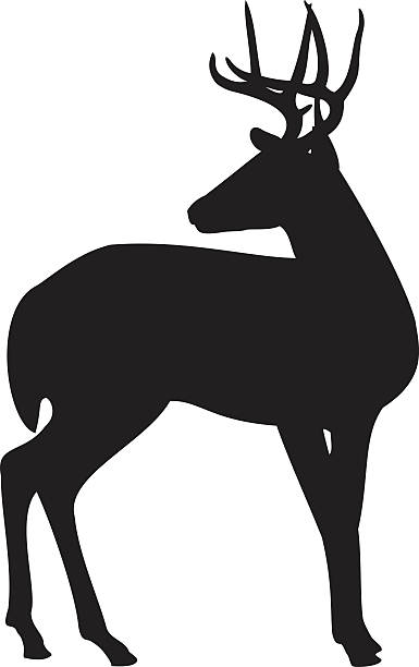 Deer Mating Call Clip Art, Vector Images & Illustrations.