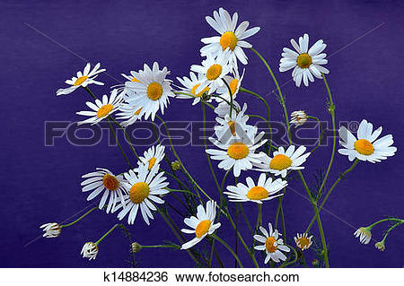 Stock Images of German chamomile flowers.