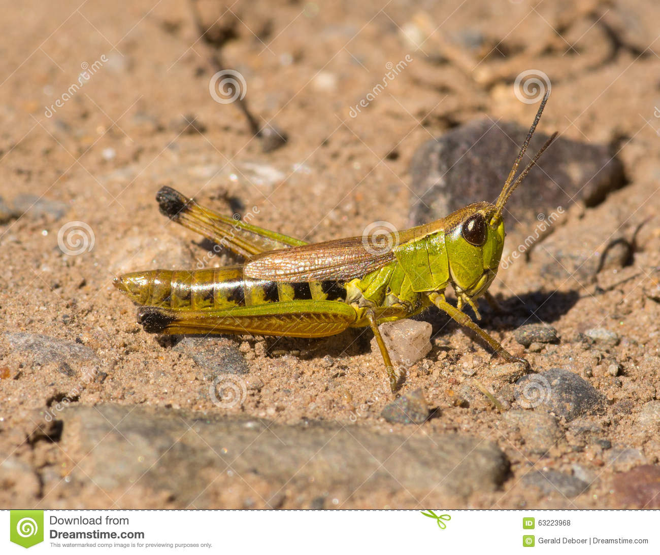 Marsh Meadow Grasshopper Stock Photo.