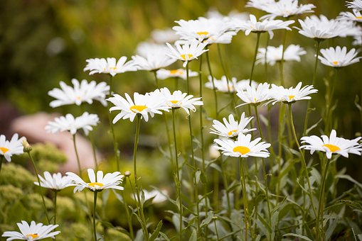 Marguerite.