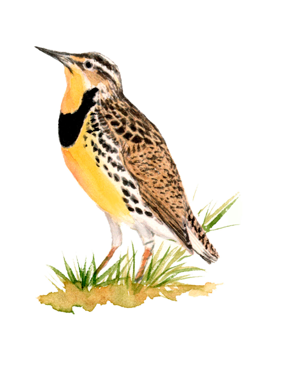 Meadowlark clipart 20 free Cliparts Download images on Clipground 2023