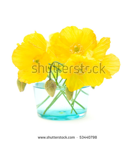 Meconopsis Welsh Cambrica Isolated Poppy Stock Photos, Royalty.