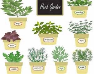 Similiar Medicinal Herbs And Plants Clip Art Keywords.