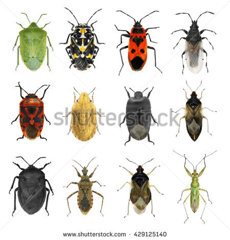 Mediterranean species clipart 20 free Cliparts | Download images on ...