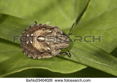 Stock Images of "Tortoise Bug (Eurygaster testudinaria), larva.