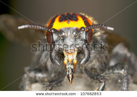 Megascolia Maculata Maculata / Solitary Wasp.