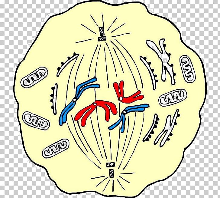 Mitosis Metaphase Cell Division Meiosis PNG, Clipart.