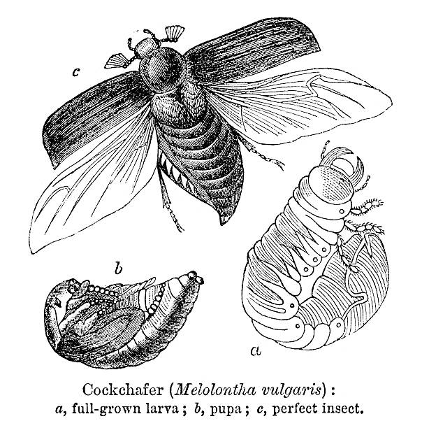 Antique Illustration Of Cockchafer Melolontha Melolontha Clip Art.