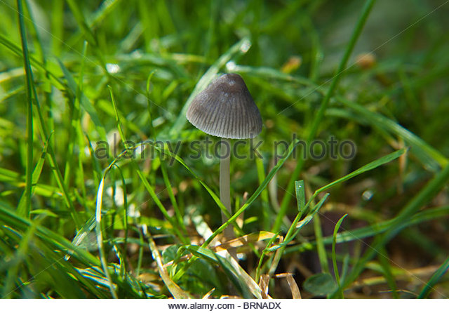 Magic Mushroom Stock Photos & Magic Mushroom Stock Images.