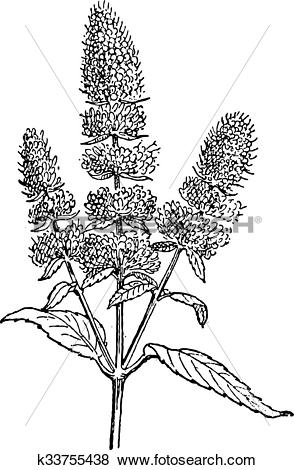 Clip Art of Peppermint or Mentha piperita, vintage engraving.