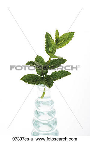 Stock Images of Mint in vase (Mentha spicata var. crispa), close.