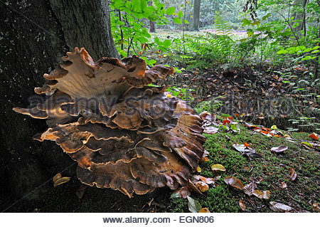 Bracket Stock Photos & Bracket Stock Images.