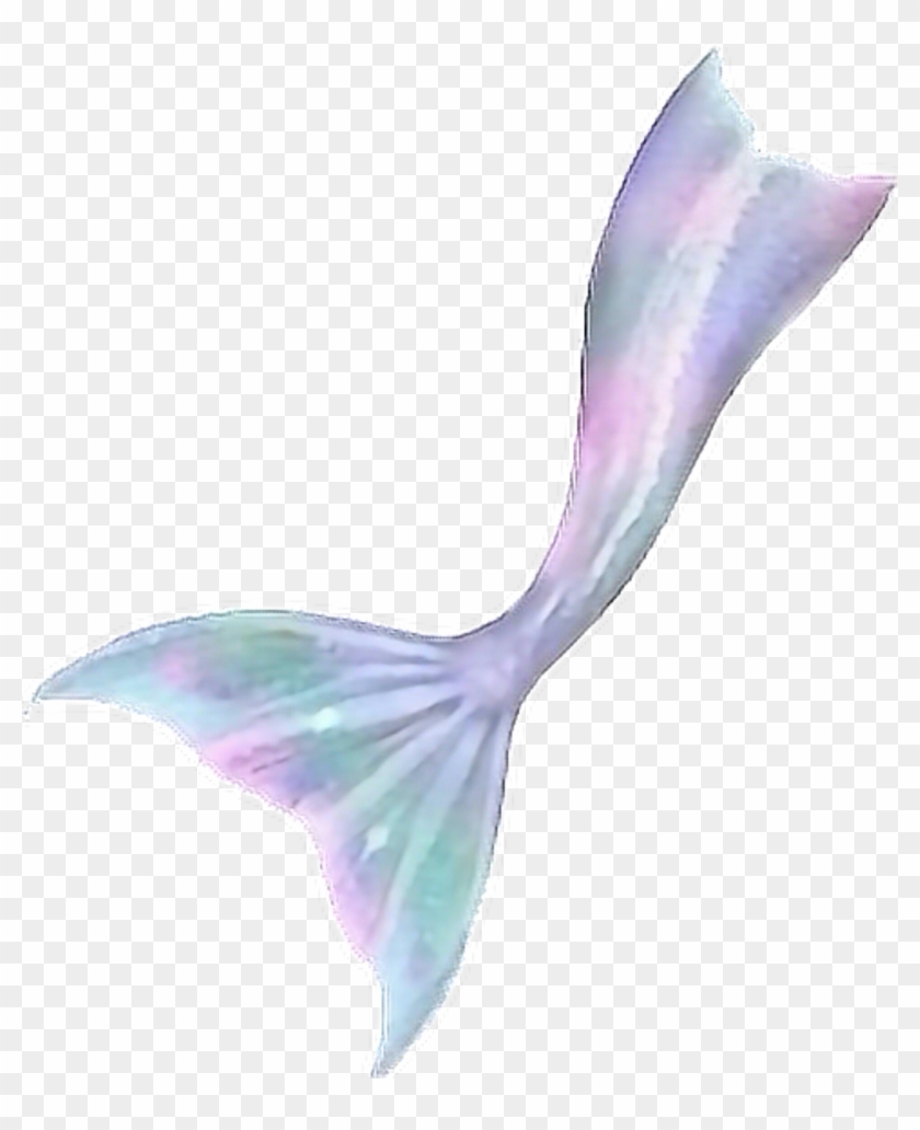 mermaid tail png 10 free Cliparts | Download images on Clipground 2021