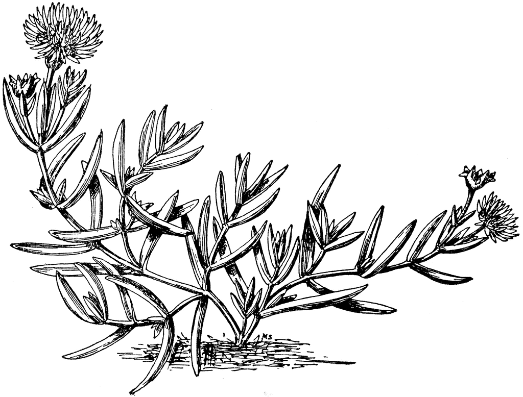 Mesembryanthemum Aureum.
