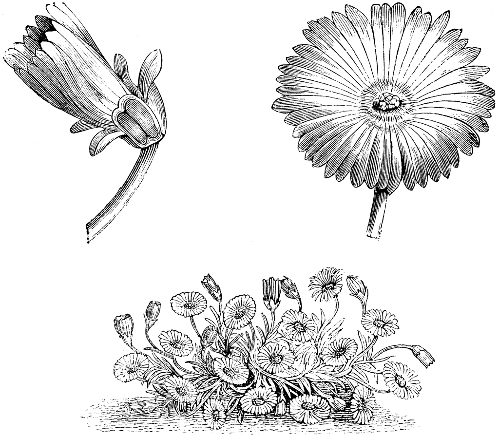 Mesembryanthemum Tricolorum.