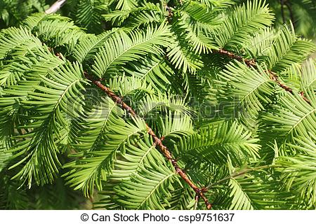 Stock Images of Dawn Redwood.