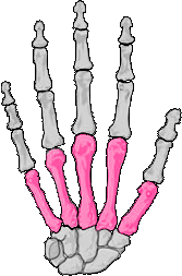 Metacarpals Clipart Picture, Metacarpals Gif, Png, Icon Image.