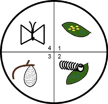 Butterfly lifecycle drawing clipart.