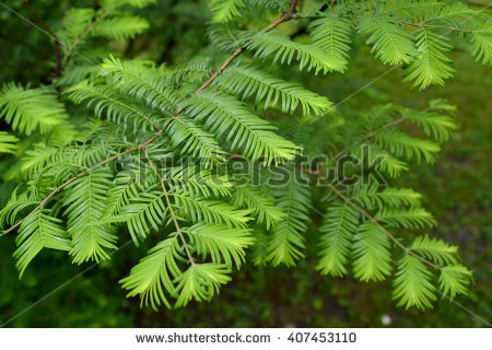 Metasequoia glyptostroboides clipart 20 free Cliparts | Download images ...