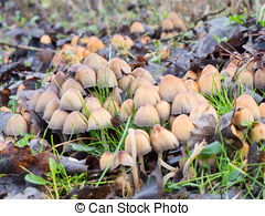 Picture of Mica Cap (Coprinus micaceus) mushrooms near a willow.